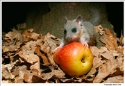 Edible Dormouse 2